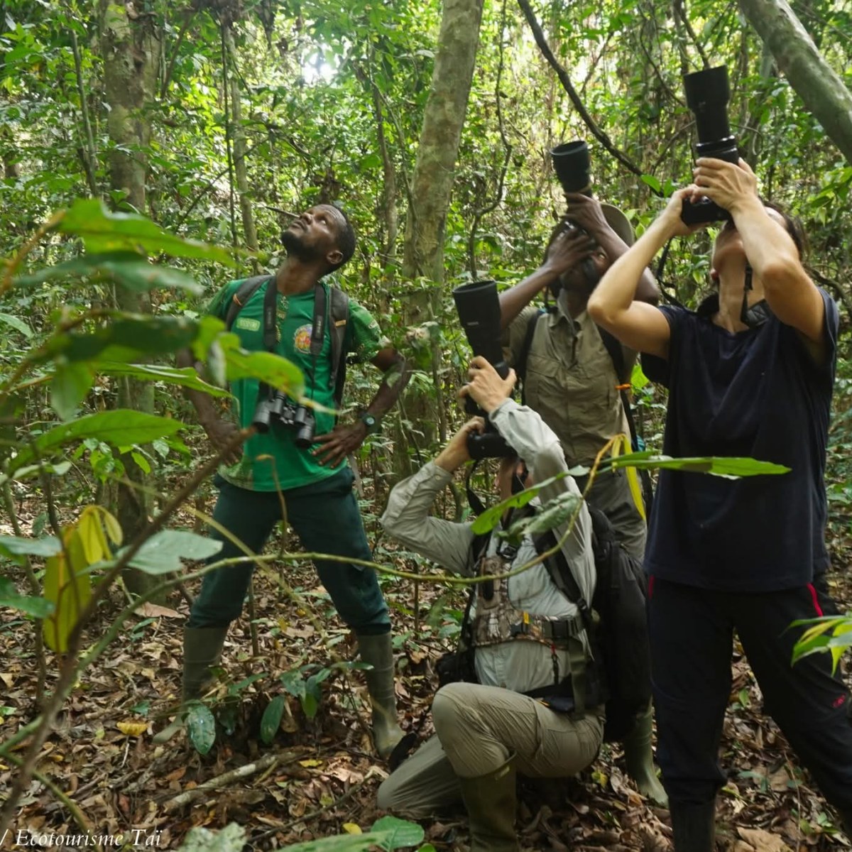 Eco Tourismus in Taï-Nationalpark: Eine Zeitreise in das grüne Herz&nbsp;Westafrikas