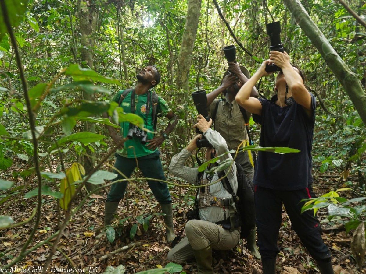 Eco Tourismus in Taï-Nationalpark: Eine Zeitreise in das grüne Herz&nbsp;Westafrikas