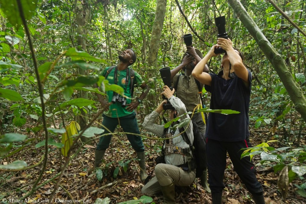 Eco Tourismus in Taï-Nationalpark: Eine Zeitreise in das grüne Herz&nbsp;Westafrikas